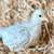 Rainbow egger chicks! 9 thumbnail