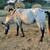 Shetland mares 1 thumbnail