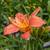 DAYLILIES IN POTS - PART 3 2 thumbnail
