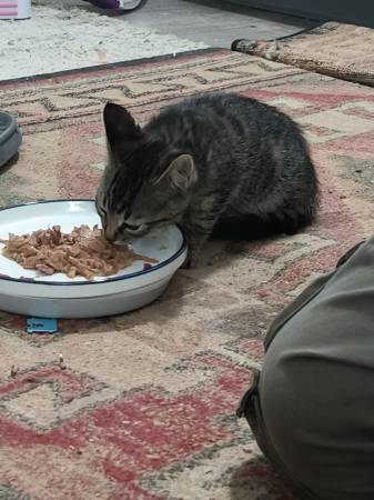 Tigre de 9 semanas de edad despojó a un gatito (sureste de Portland)63916332699267121