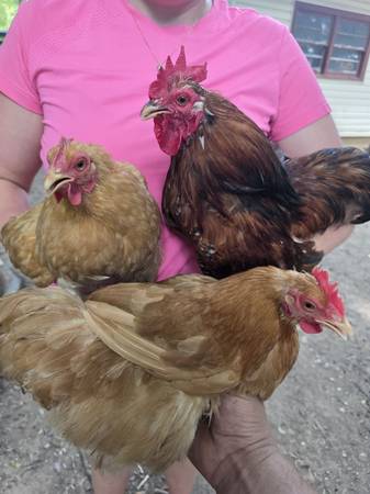 Trio bantam cochins 1