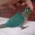 Baby Turquoise Conure, 3 Months Old, Hand Fed & Very Friendly 3 thumbnail