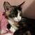beautiful Kittens Needs Rehoming 1 thumbnail