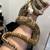 Hog Island Boa 6 thumbnail