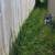 Landscape, tree pruning 4 thumbnail