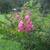 CRAPE MYRTLE--SUPER NICE IN BLOOM NOW 3 thumbnail