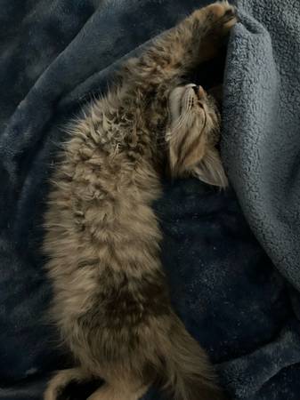 Cat $20 (Sauk Centre)63678103880321122