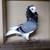 Beautiful Old Dutch Capuchine Fancy Pigeons - Please Read Description 2 thumbnail