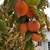 Fuyu Persimmons 1 thumbnail