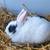 Polish Rabbits 1 thumbnail