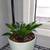 Plants 1 thumbnail