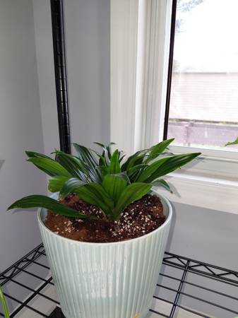 Plants 1