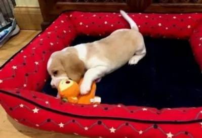 Beagle puppies 1