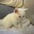 White Doll Face Persian Kitten female 8 thumbnail