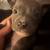 Microbully mixed american bully pups 14 thumbnail
