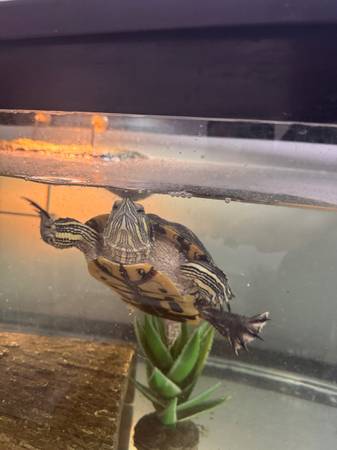 Adoptable Male Red Eared Slider - NO REHOME FEE64047263225857121