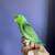 Parrotlet 7 thumbnail