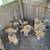 Buff Brahma Pullets 1 thumbnail