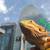 1 year old adult Bearded Dragon Citrus, Paradox, Blue, Hypo, etc 4sale 5 thumbnail