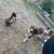 Australian shepherd 1 thumbnail