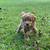 Miniature Goldendoodle Puppies 1 thumbnail