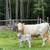 Heifer calf 1 thumbnail