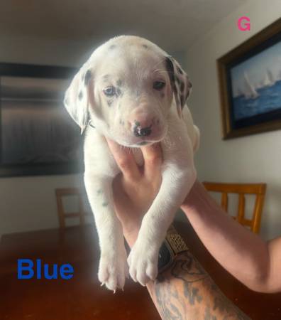 Dalmatian puppy 1