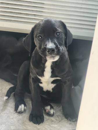 Pit staffy  mix63690136327939120
