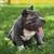 Exotic bully 4 thumbnail