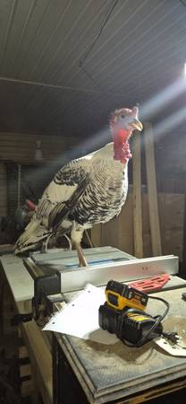 Royal Palm Tom Turkey 1