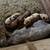 Pet piggies 3 thumbnail