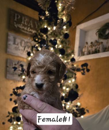 Mini Goldendoodles 1