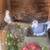 Racing pigeons/color homers 6 thumbnail