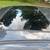 2009 TOYOTA CAMRY  SE 87k miles 17 thumbnail