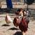 Local Free Range Roosters for Meat or Breeding 4 thumbnail