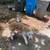 Lab/german shepard mix 1 thumbnail