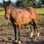 4yr old mare 10 thumbnail