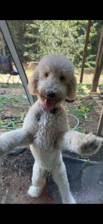 Cachorro Golden Doodle de 9 meses necesita reubicación (Kirkland)63853558317825120