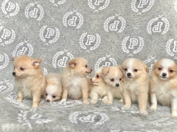 Cachorros Pomerania de 2 meses (Staten Island)63619623705217123