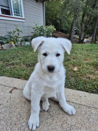 White Shepherds (Foresthill)63848875743363121