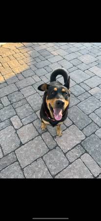 missing dog63439027736449121