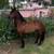 Horse 3 thumbnail