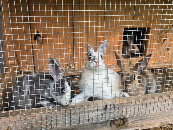 3 standard rex rabbits 1