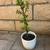 Various healthy small potted plants 2 thumbnail
