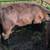 11 Black Beef Feeder Calves 14 thumbnail