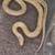 Reptiles 7 thumbnail