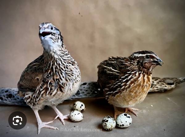 Coturnix Chicks 1