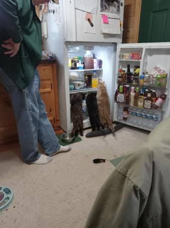 Help our Cat & Animal Rescue (Kingston)64219071980546120