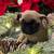 Pug Puppies 10 thumbnail