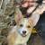 Pembroke Welsh Corgi 7 thumbnail